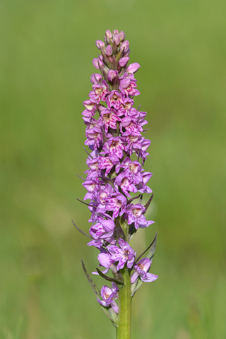 Dactylorhiza fuchsii x Pseudorchis albida