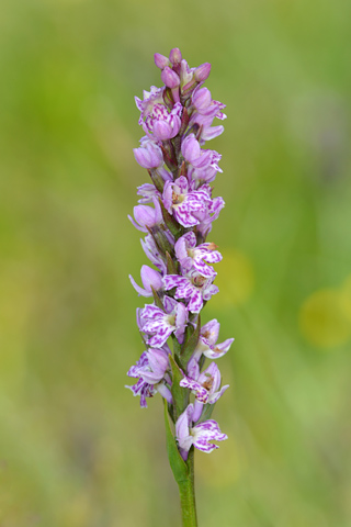 Dactylorhiza fuchsii x Pseudorchis albida