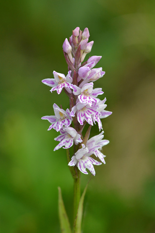 Dactylorhiza fuchsii x Pseudorchis albida