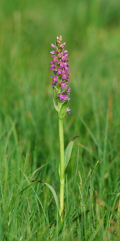 Dactylorhiza parvimajalis x Pseudorchis albida