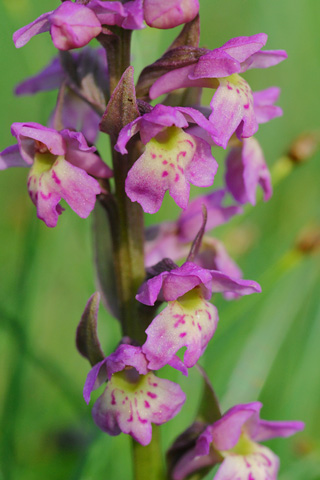 Dactylorhiza parvimajalis x Pseudorchis albida