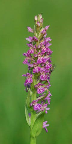 Dactylorhiza parvimajalis x Pseudorchis albida