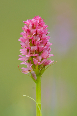 Gymnadenia rhellicani x Pseudorchis albida