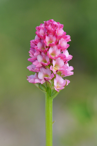 Gymnadenia rhellicani x Pseudorchis albida