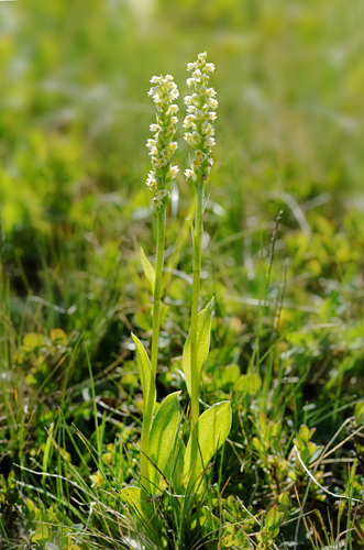 Pseudorchis albida