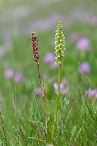 Pseudorchis albida