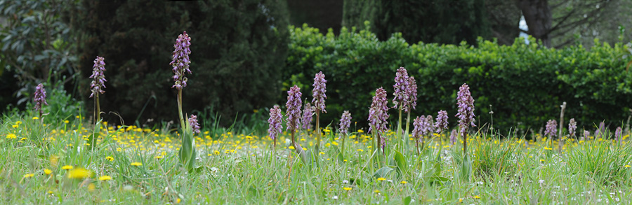 Himantoglossum robertianum