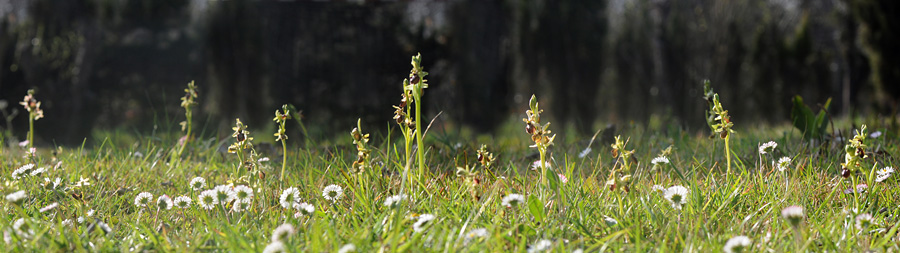 Ophrys arachnitiformis