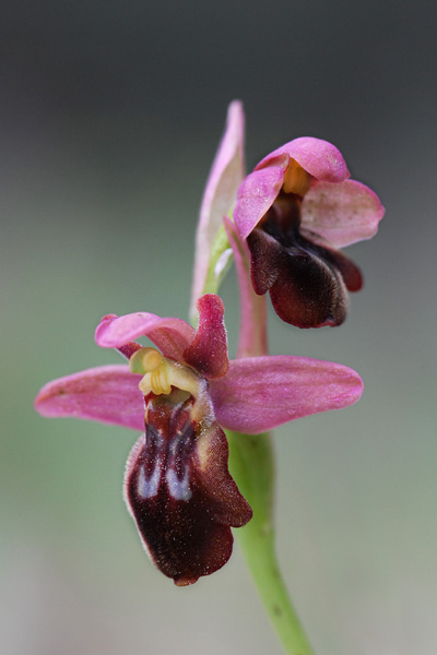 Ophrys forestieri x tenthredinifera