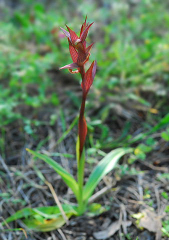 Serapias bergonii