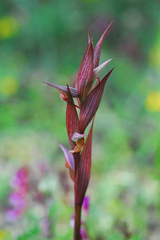 Serapias bergonii