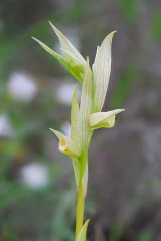 Serapias bergonii