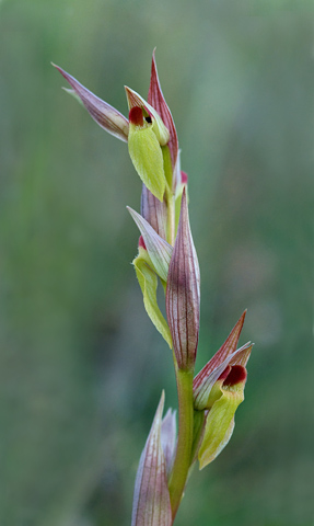 Serapias bergonii