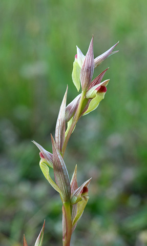 Serapias bergonii