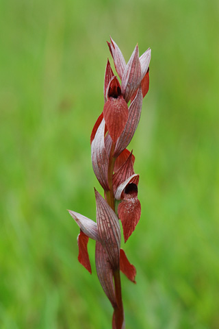 Serapias cordigera x lingua