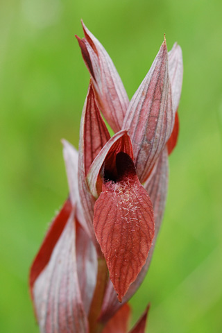 Serapias cordigera x lingua