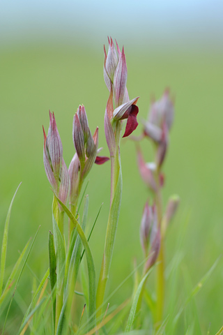 Serapias cordigera x lingua