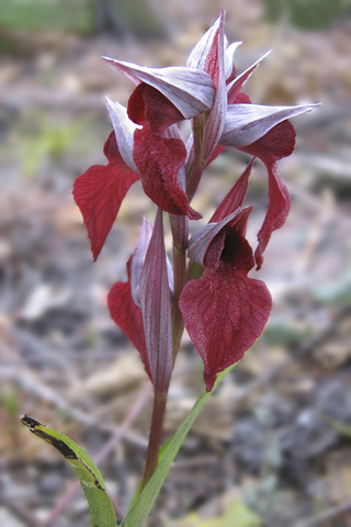 Serapias cordigera x neglecta