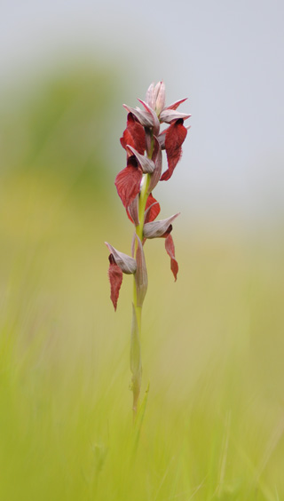 Serapias cordigera