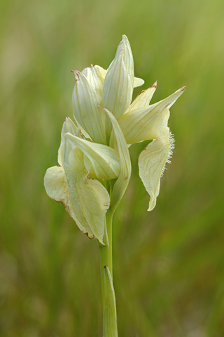 Serapias cordigera