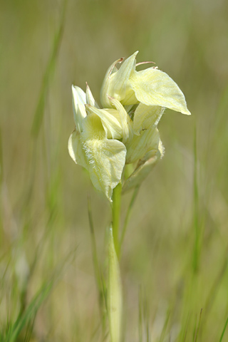 Serapias cordigera