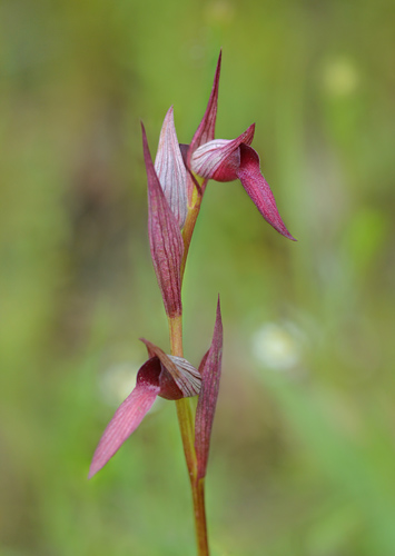 Serapias gregaria