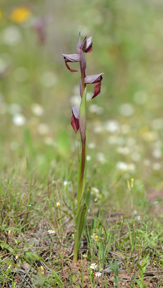 Serapias gregaria