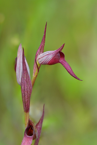 Serapias gregaria