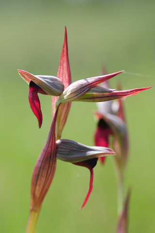 Serapias gregaria