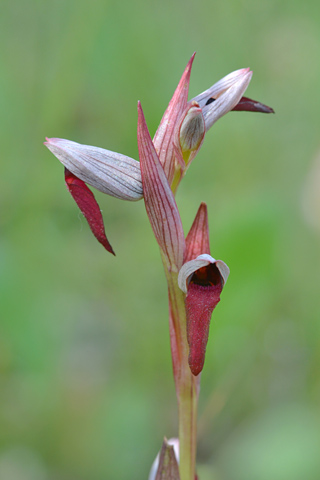 Serapias gregaria