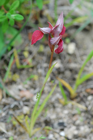 Serapias cordigera x lingua