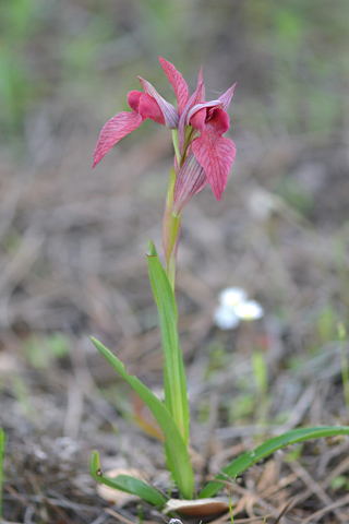 Serapias lingua x neglecta