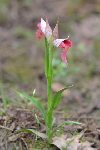 Serapias lingua x neglecta