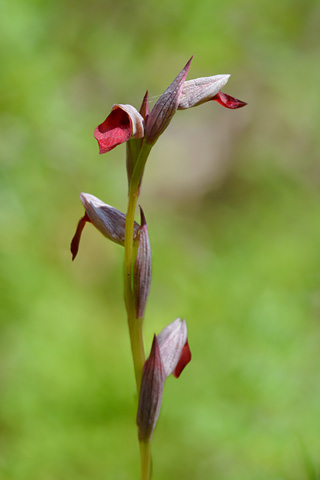 Serapias lingua x parviflora