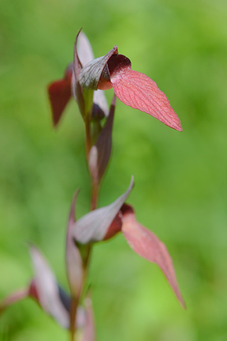 Serapias lingua x vomeracea