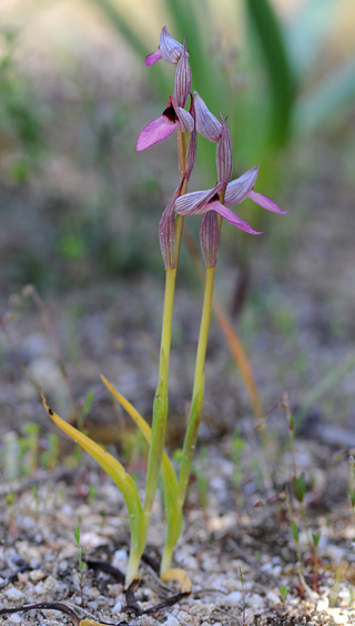 Serapias lingua