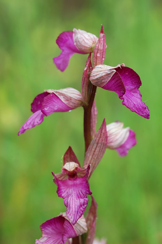 Anacamptis picta x Serapias lingua