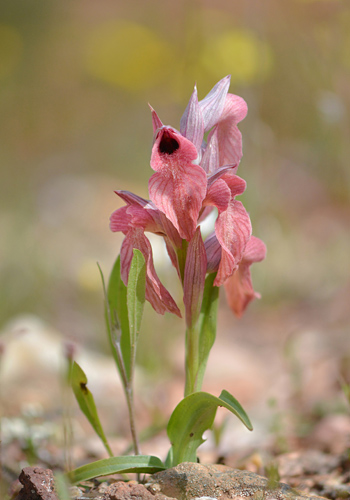 Serapias neglecta