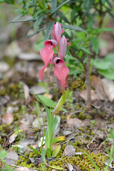 Serapias neglecta