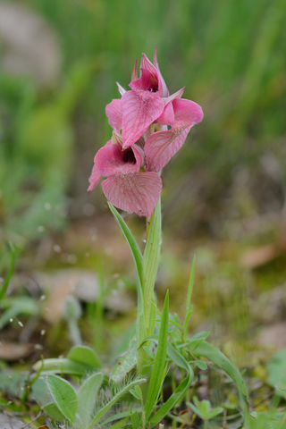 Serapias neglecta