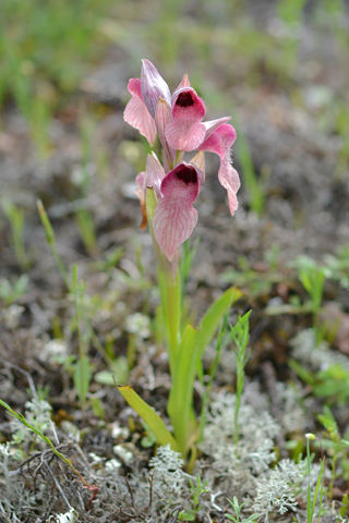 Serapias neglecta