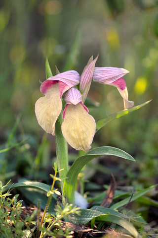 Serapias neglecta