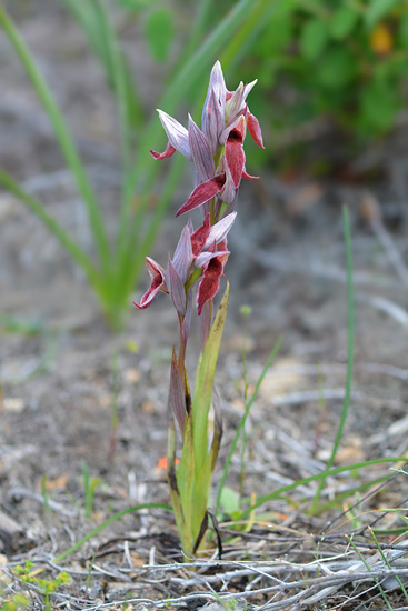 Serapias nurrica