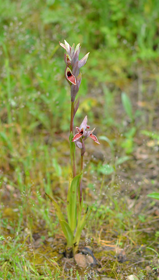 Serapias nurrica