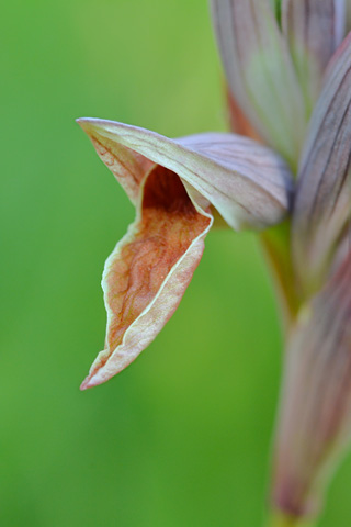 Serapias nurrica