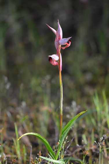 Serapias olbia