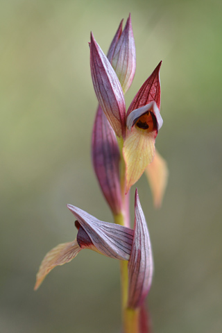 Serapias olbia