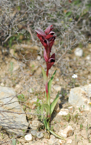 Serapias orientalis 