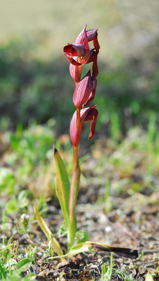 Serapias orientalis ssp. carica