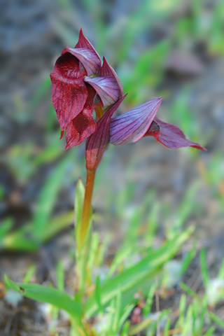 Serapias orientalis ssp. carica